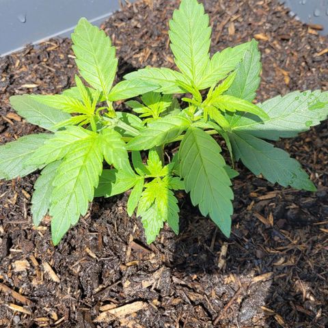 Amnesia Haze Auto 🚗  growlog timeline photo