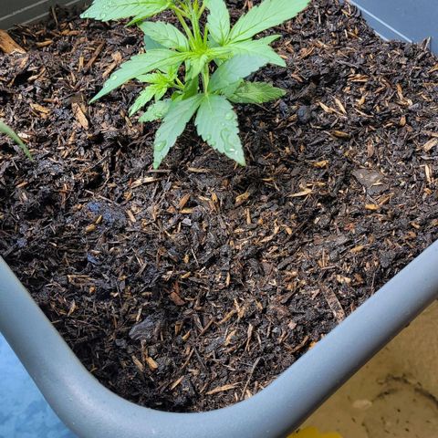 Amnesia Haze Auto 🚗  growlog timeline photo