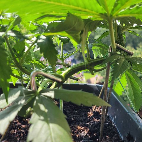 Royal Critical  growlog timeline photo