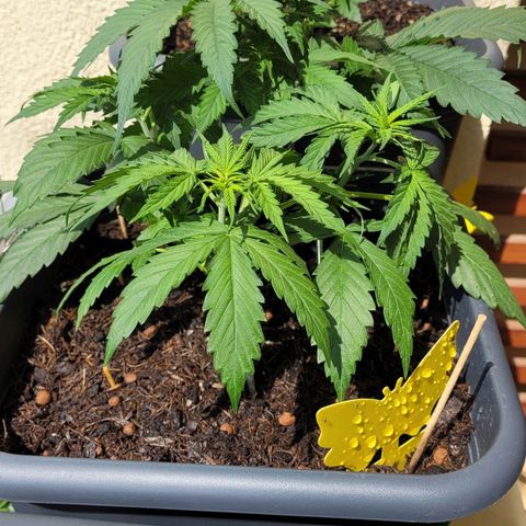 Royal Critical  growlog timeline photo