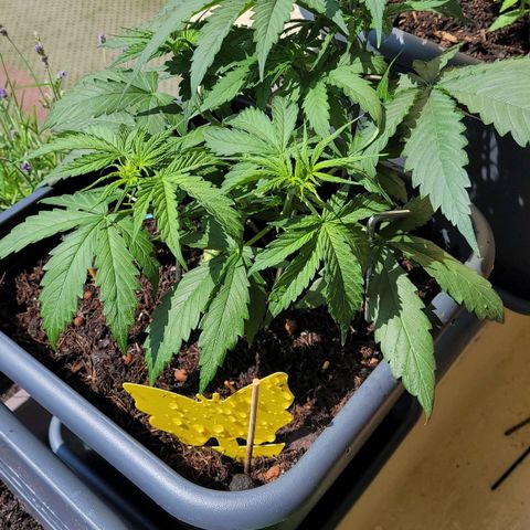 Royal Critical  growlog timeline photo