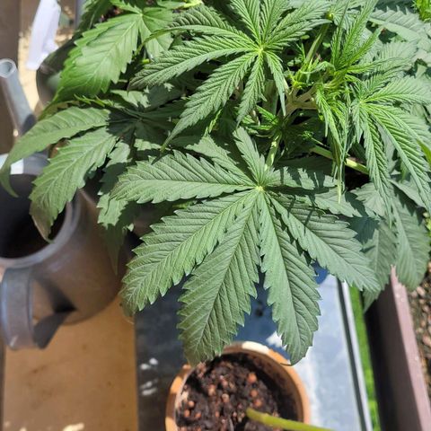 Royal Critical  growlog timeline photo