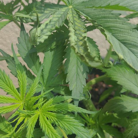 Royal Critical  growlog timeline photo