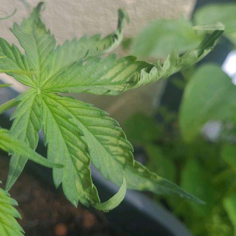 Royal Critical  growlog timeline photo