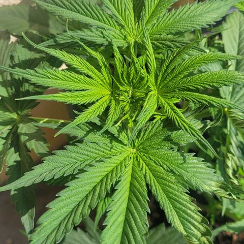 Royal Critical  growlog timeline photo