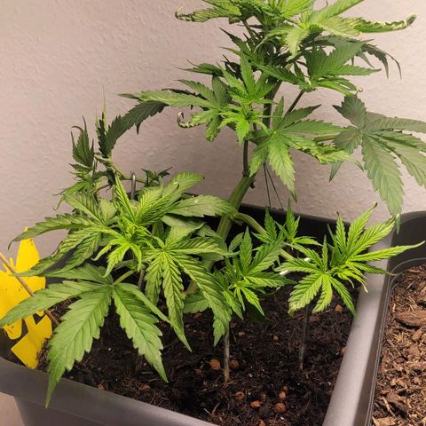 Royal Critical  growlog timeline photo