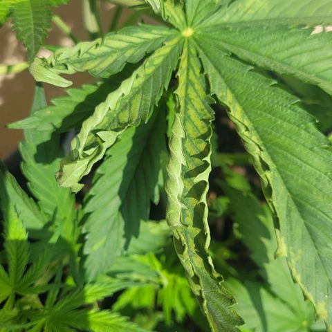 Royal Critical  growlog timeline photo