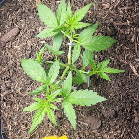 Amnesia Haze Auto 🚗  growlog timeline photo