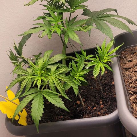 Royal Critical  growlog timeline photo