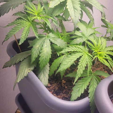 Royal Critical  growlog timeline photo