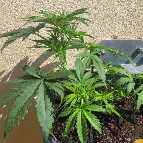 Royal Critical  growlog timeline photo