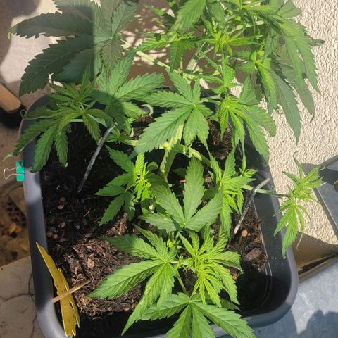Royal Critical  growlog timeline photo