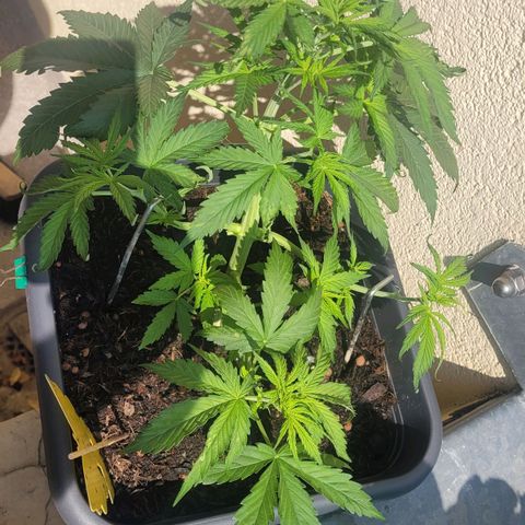 Royal Critical  growlog timeline photo