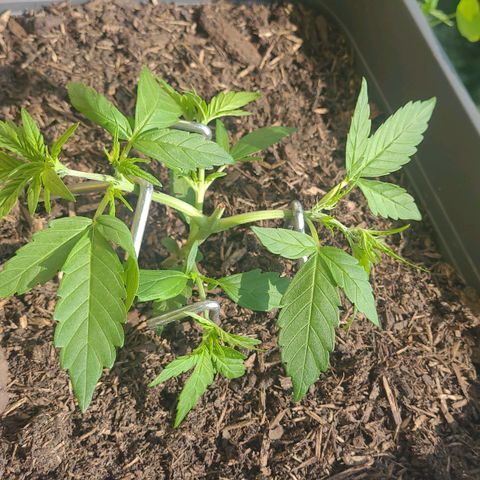 Amnesia Haze Auto 🚗  growlog timeline photo