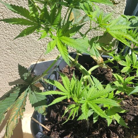 Royal Critical  growlog timeline photo