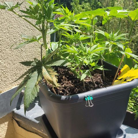 Royal Critical  growlog timeline photo