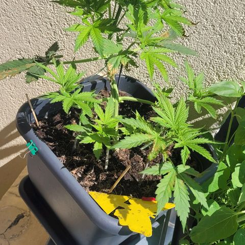Royal Critical  growlog timeline photo