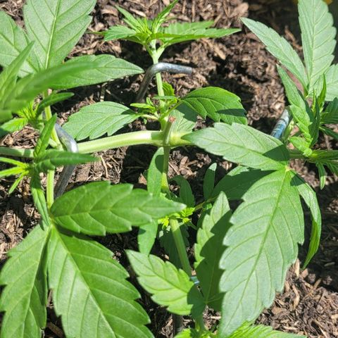 Amnesia Haze Auto 🚗  growlog timeline photo