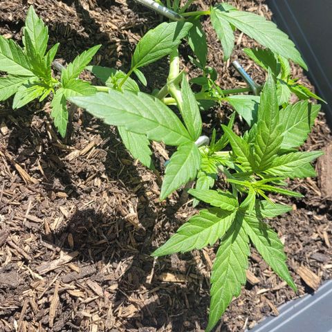Amnesia Haze Auto 🚗  growlog timeline photo