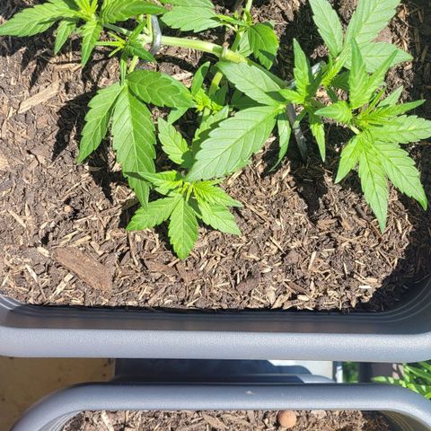 Amnesia Haze Auto 🚗  growlog timeline photo