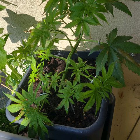 Royal Critical  growlog timeline photo