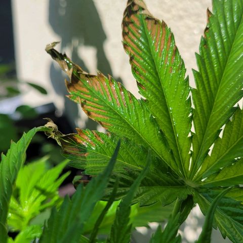 Royal Critical  growlog timeline photo