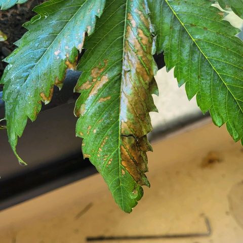 Royal Critical  growlog timeline photo