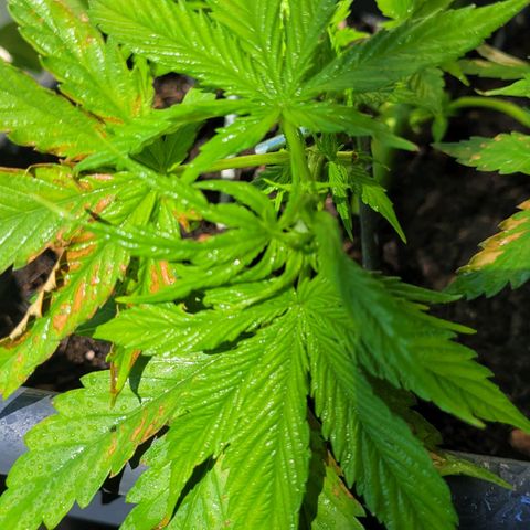 Royal Critical  growlog timeline photo