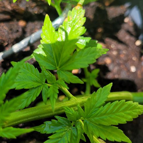 Royal Critical  growlog timeline photo
