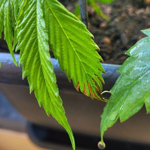 Royal Critical  growlog timeline photo