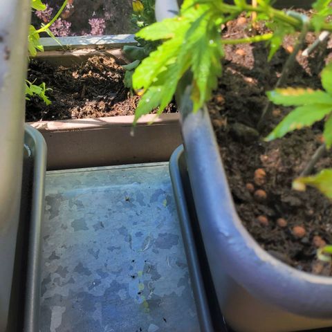 Royal Critical  growlog timeline photo