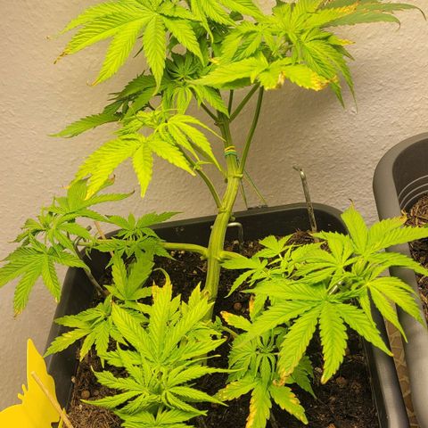 Royal Critical  growlog timeline photo