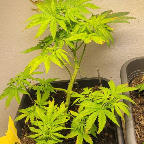 Royal Critical  growlog timeline photo