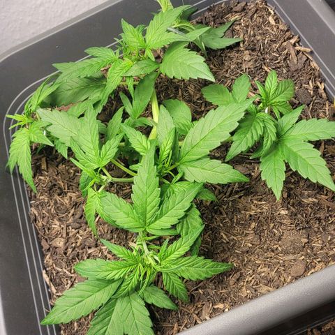 Amnesia Haze Auto 🚗  growlog timeline photo