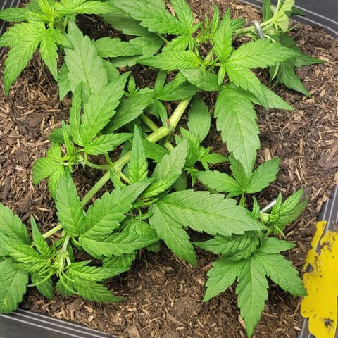 Amnesia Haze Auto 🚗  growlog timeline photo
