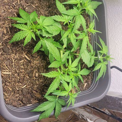 Amnesia Haze Auto 🚗  growlog timeline photo