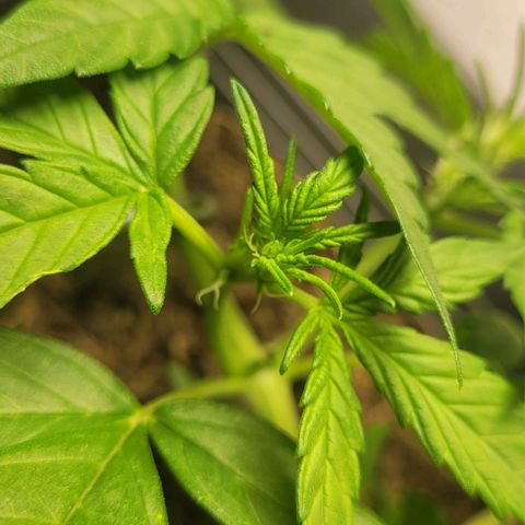Amnesia Haze Auto 🚗  growlog timeline photo
