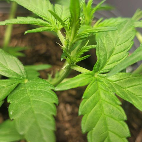 Amnesia Haze Auto 🚗  growlog timeline photo