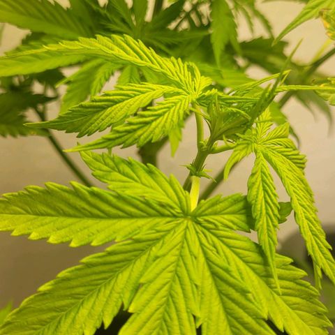Royal Critical  growlog timeline photo