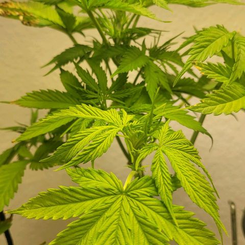 Royal Critical  growlog timeline photo