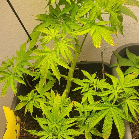 Royal Critical  growlog timeline photo
