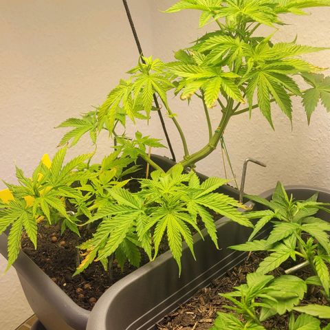 Royal Critical  growlog timeline photo