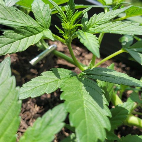 Amnesia Haze Auto 🚗  growlog timeline photo
