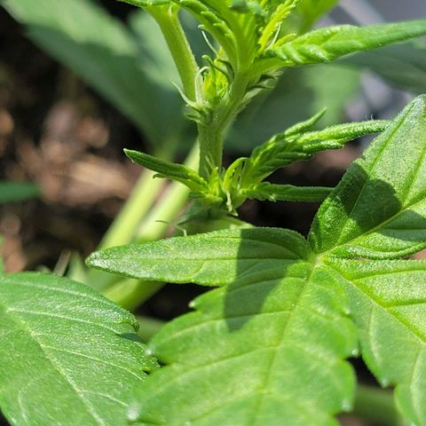 Amnesia Haze Auto 🚗  growlog timeline photo