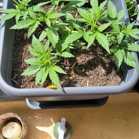 Amnesia Haze Auto 🚗  growlog timeline photo