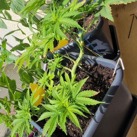 Royal Critical  growlog timeline photo