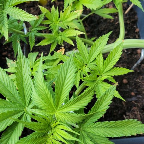Royal Critical  growlog timeline photo
