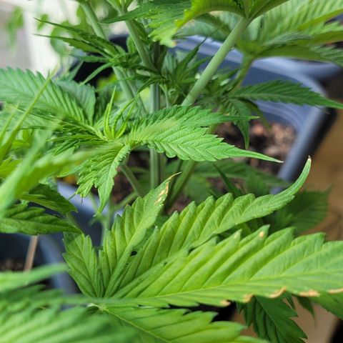 Royal Critical  growlog timeline photo