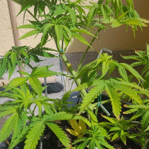 Royal Critical  growlog timeline photo