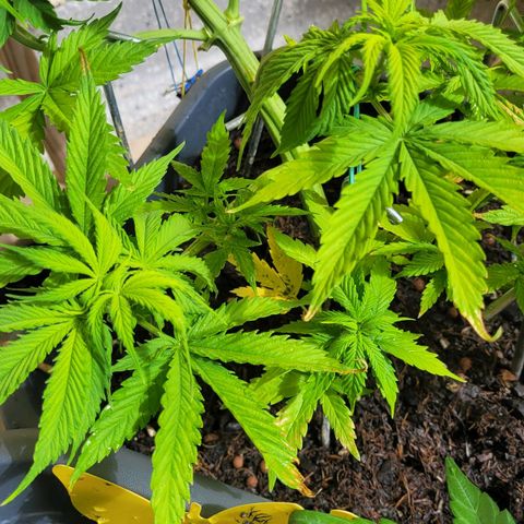 Royal Critical  growlog timeline photo